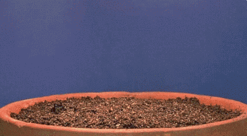 1501152343599935.jpg 发芽2.jpg